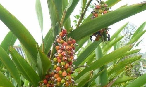 烘干機廠：砂仁種植技術(shù)管理