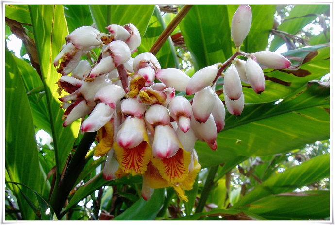 烘干機廠：草豆蔻種植技術(shù)及管理