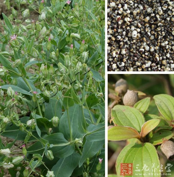 烘干機廠：王不留行種植技術(shù)及管理